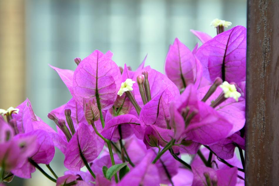 Blooming pink flowers outside the house free image download