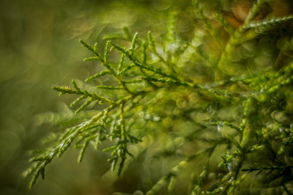Autumn Iglak Green