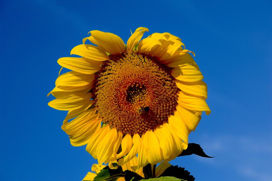 Sunflower Bee Sky
