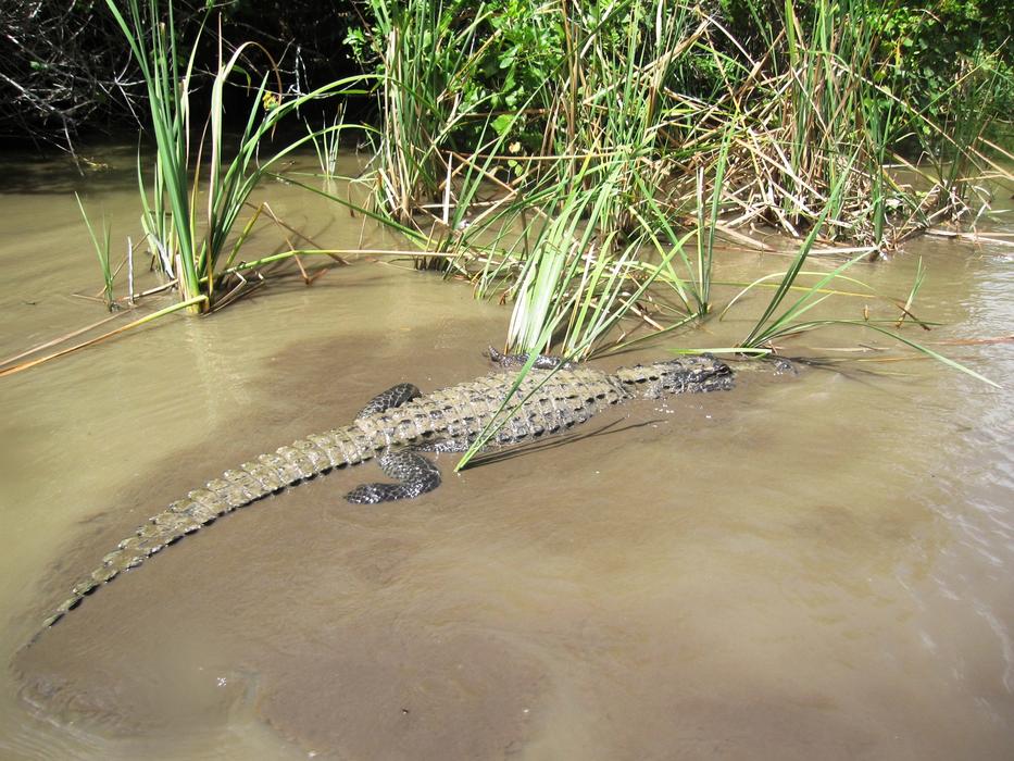 Croc Alligator Crocodile