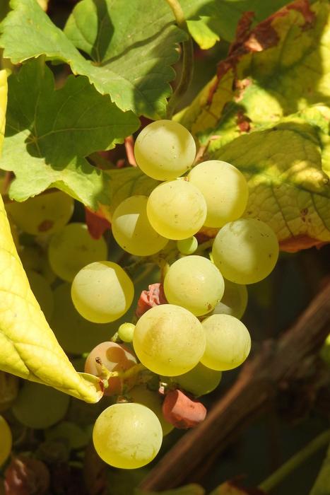 ripe sweet grapes on a branch