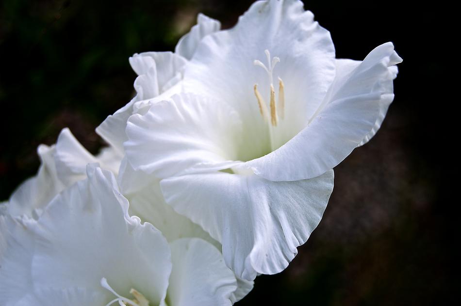 Flower Blossom Bloom