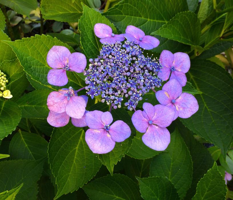 beautiful hydrangea in the garden