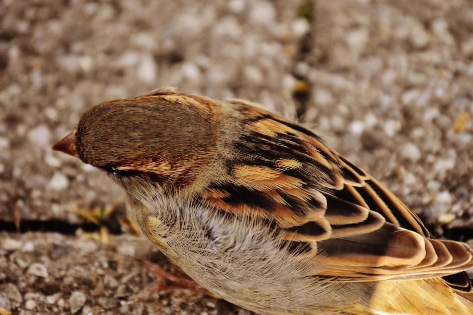 Beautiful, colorful and patterned sparrow bird, in the light and shadow