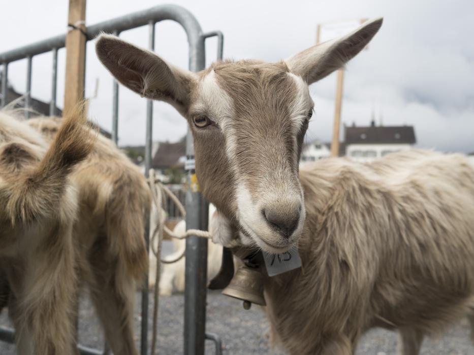 Goat Geiss