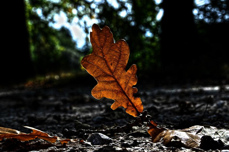 Nature Autumn Sheet