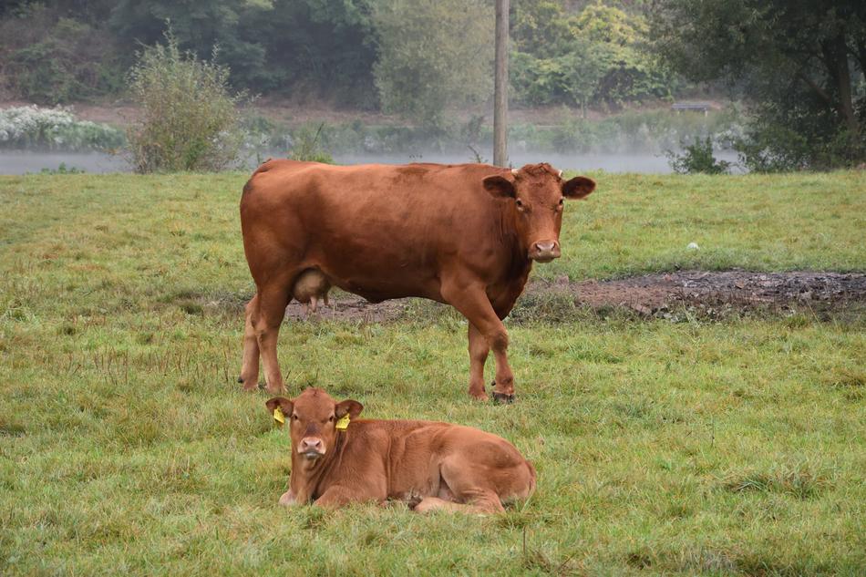 Cow Calf Protect