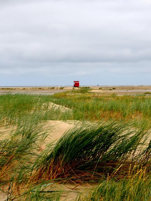 Beach Dunes Teen Borkubeach with big grass