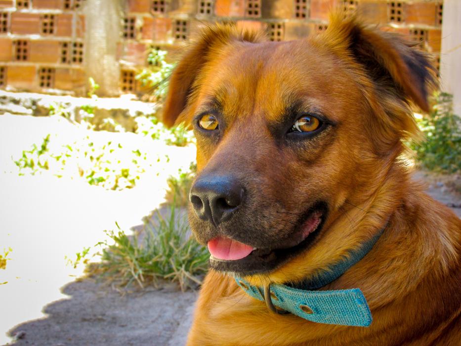 wonderful Dog Animal