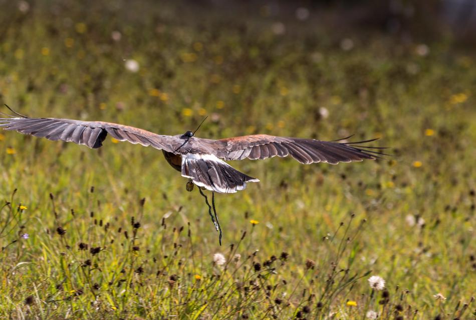 enchanting Harris Hawk on the colorful grass