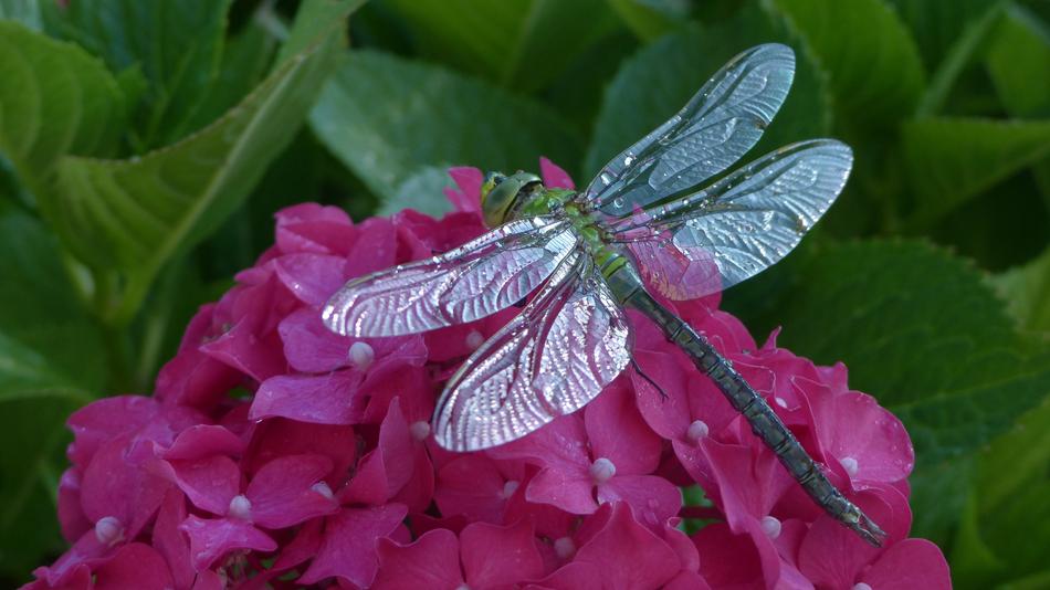 Dragonfly Hortensia Animals