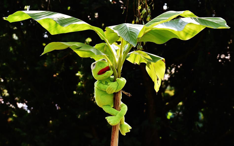 toy frog on a tree trunk