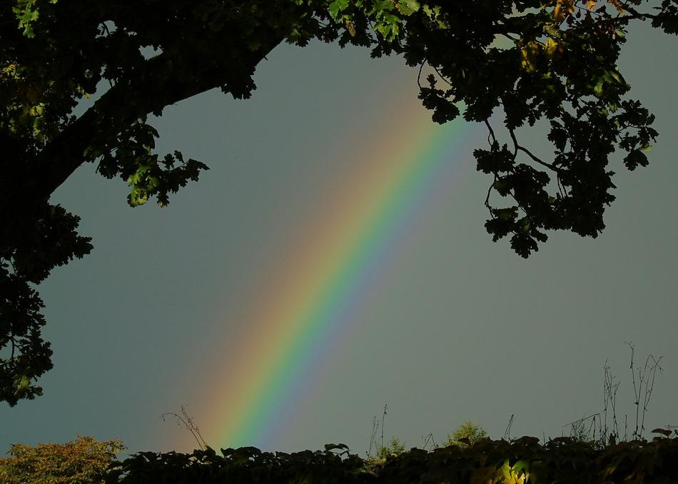 beautiful rainbow behind the tree branches