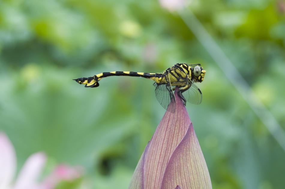 wonderful Dragonfly Animal