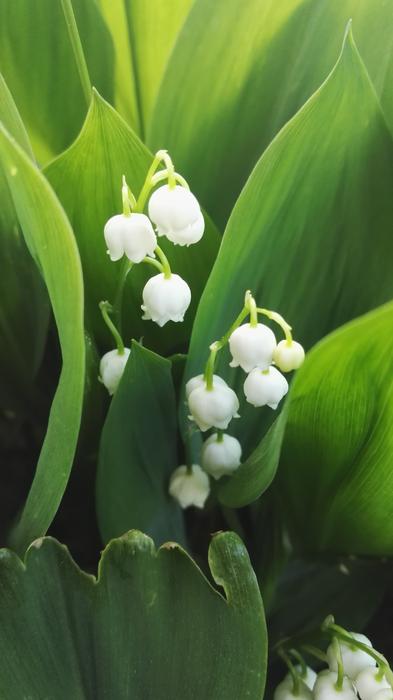 Konwalie Flowers White