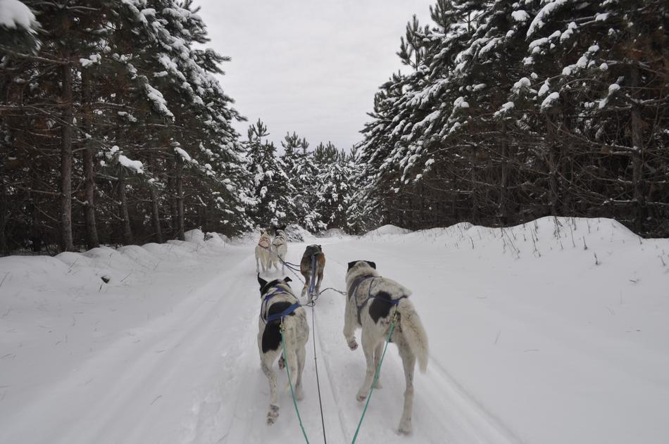 Dogsled Winter Snow