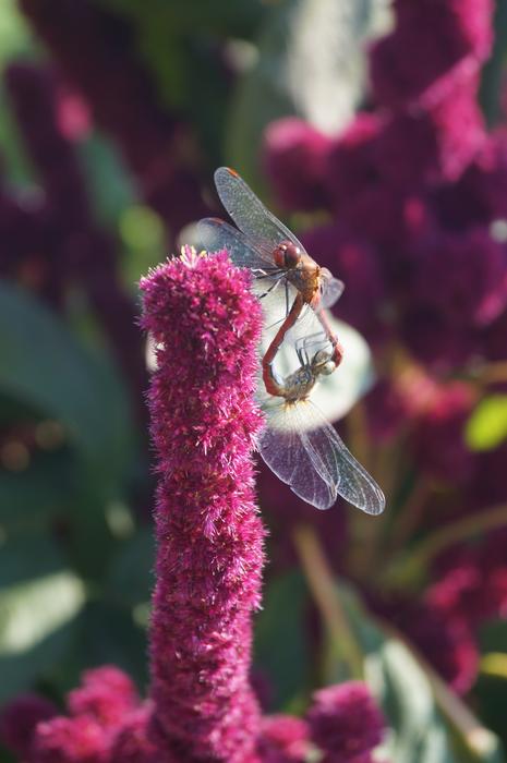 incredible Dragonflies Reproduction
