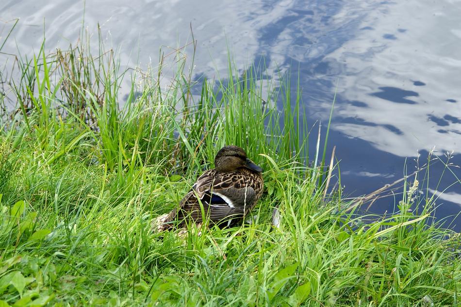 Duck Sit Down on grass coast