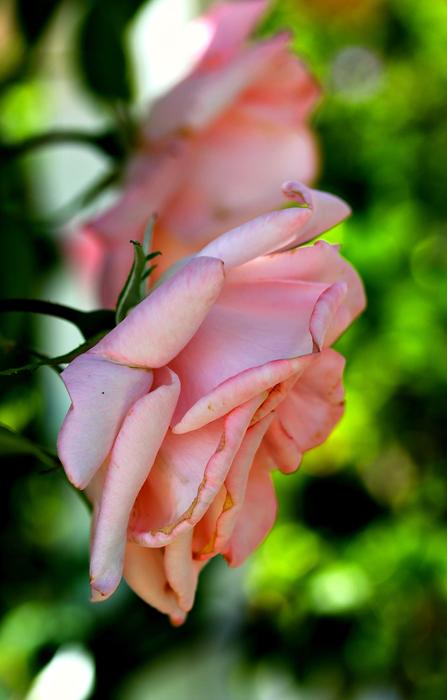 Rose Flower Pink