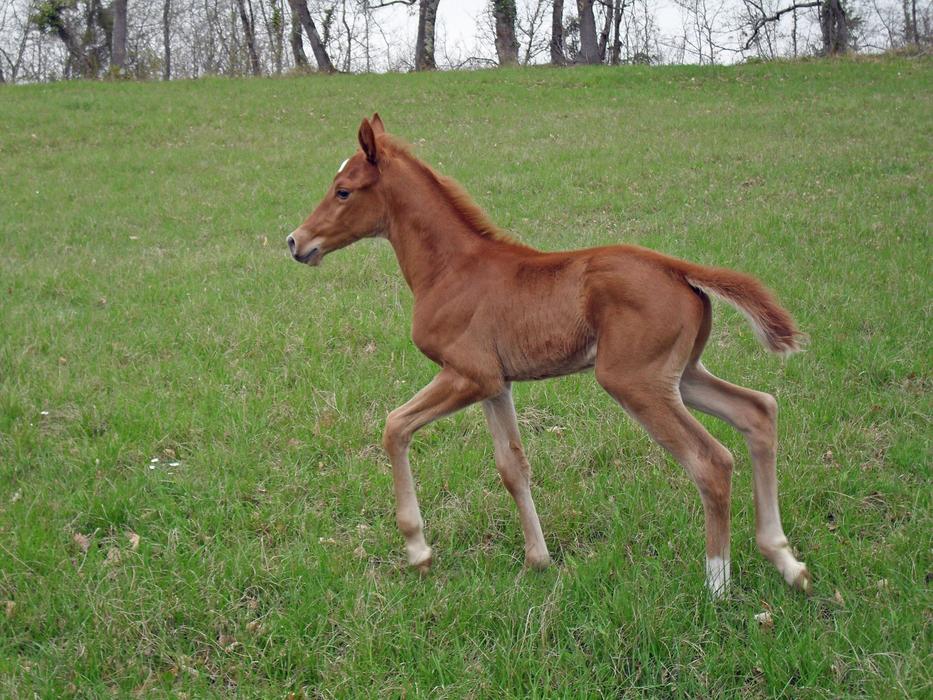 Foal Pure Arab Blood Horse