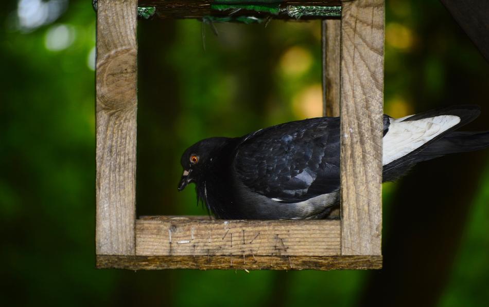 bird in bird feeder with blurred background