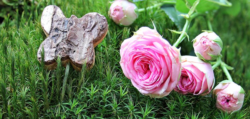 Rosebush Roshan Furry