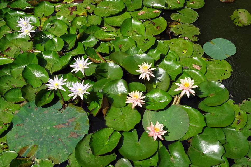 Lily Water Peach Glow