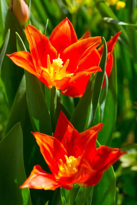 Tulip Spring Flowers