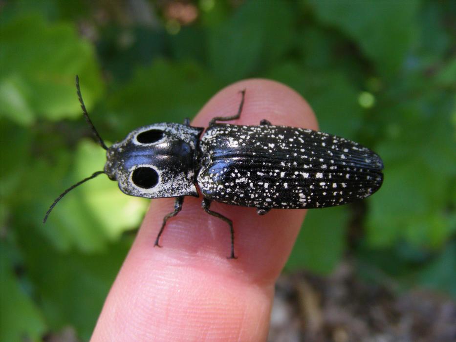 alaus oculatus on the finger