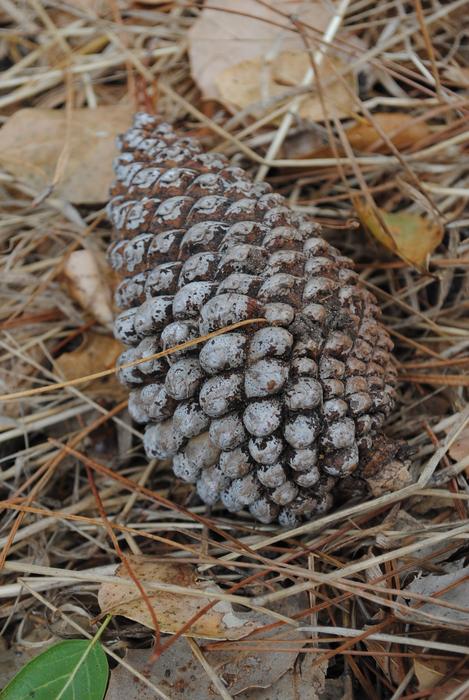 Pine Cone Nature