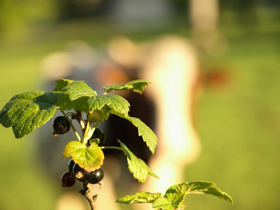 Currant Nature Fruit