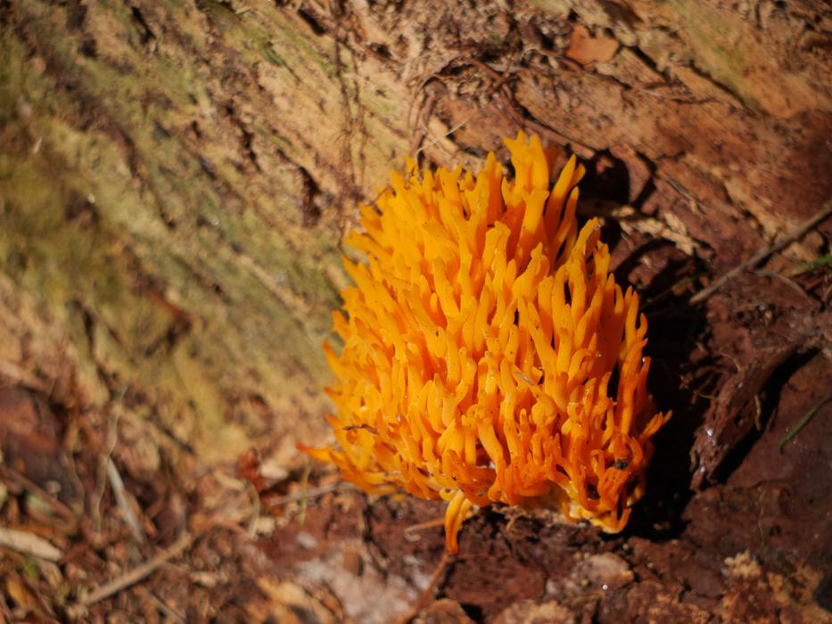 Fungus Comb Plant