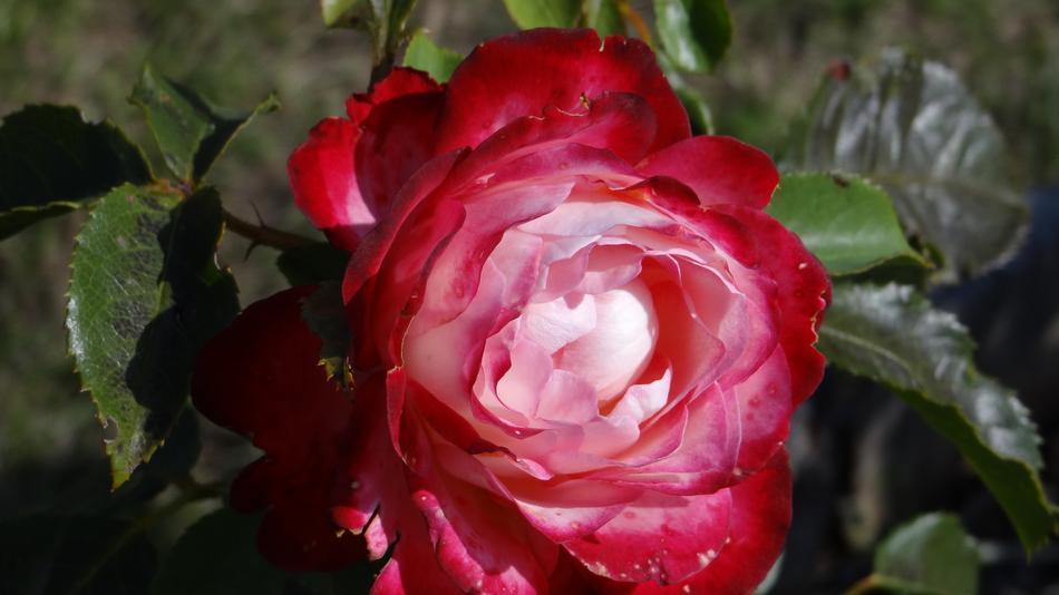 Rose Red Flower
