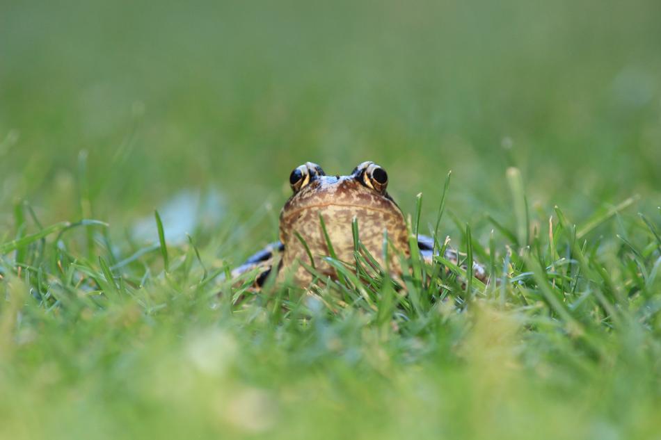 the little frog hides in the grass and watches