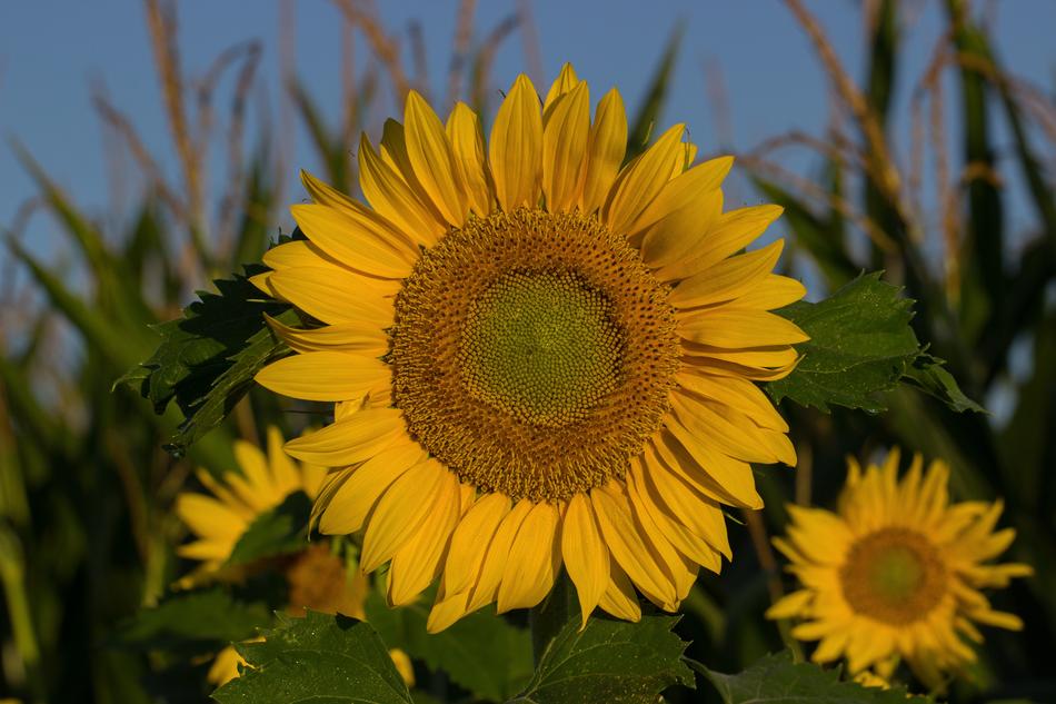 bright yellow sunflowers at the edge of the field