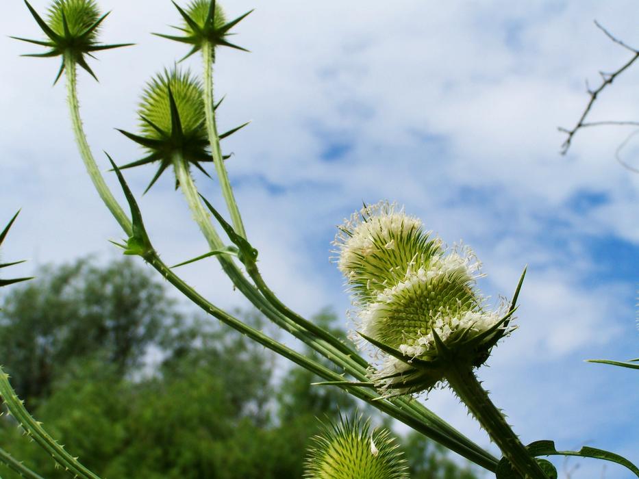 wild thistle in the field