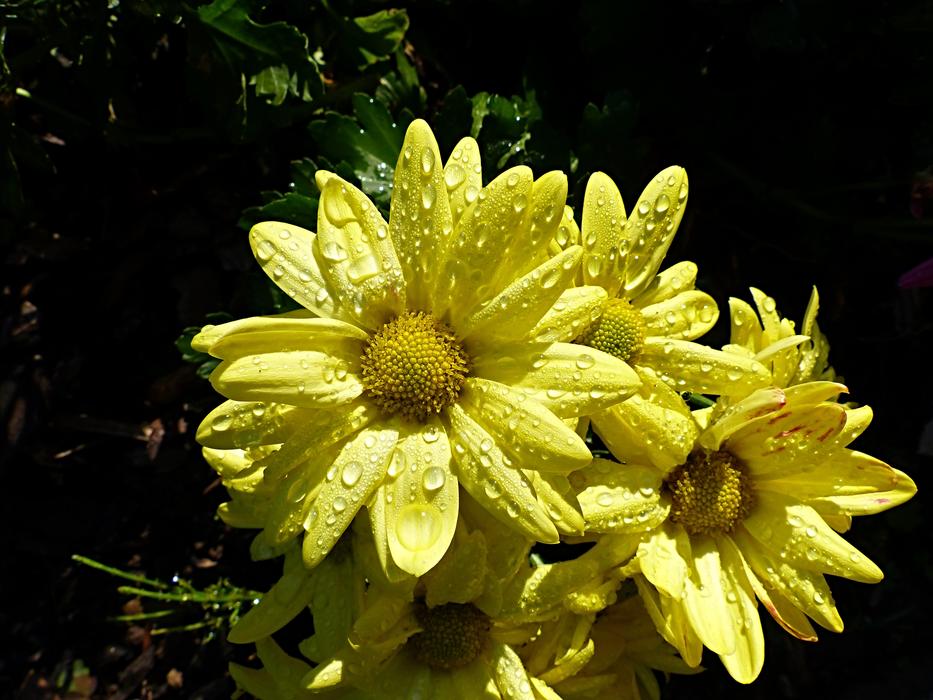 Close Up photo of Raindrops on Asters flowers
