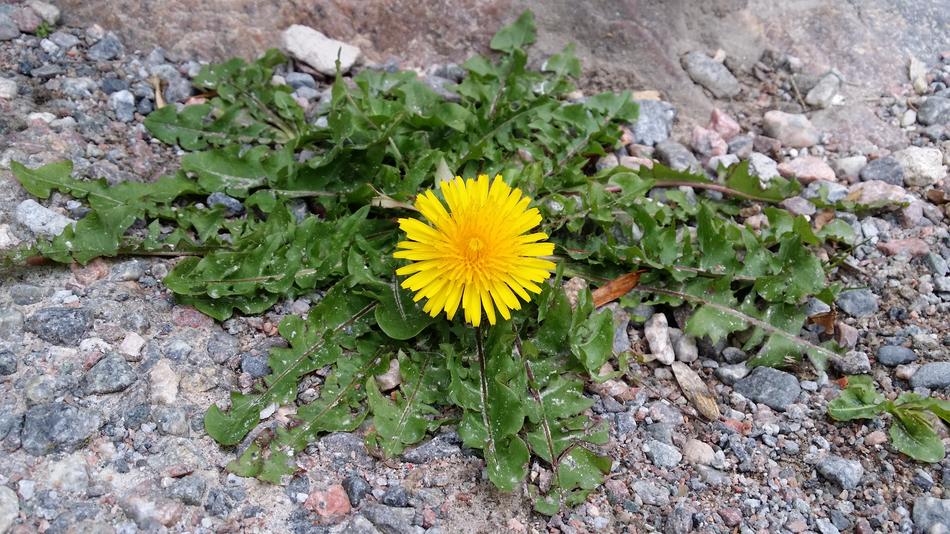 Dandelion Asphalt