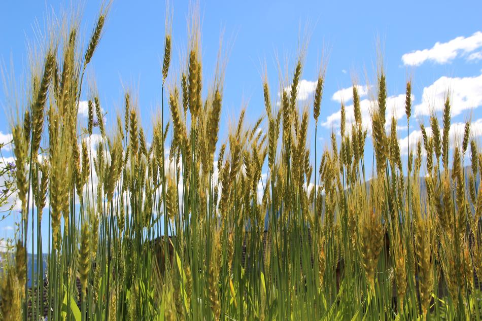 green wheat background