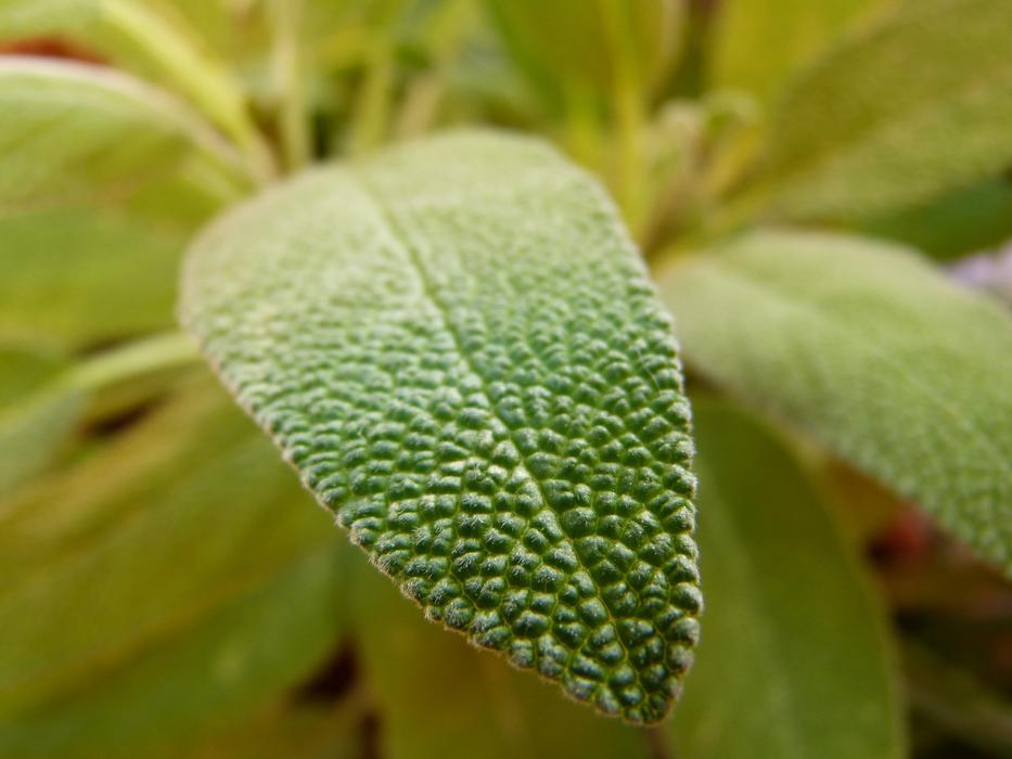 Sage Leaf Close Up