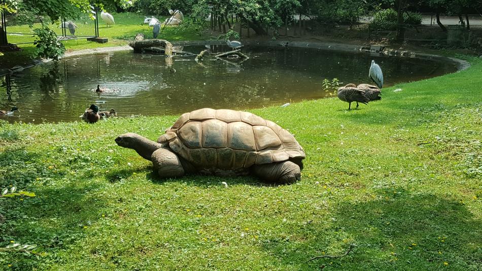 walking turtles by the lake