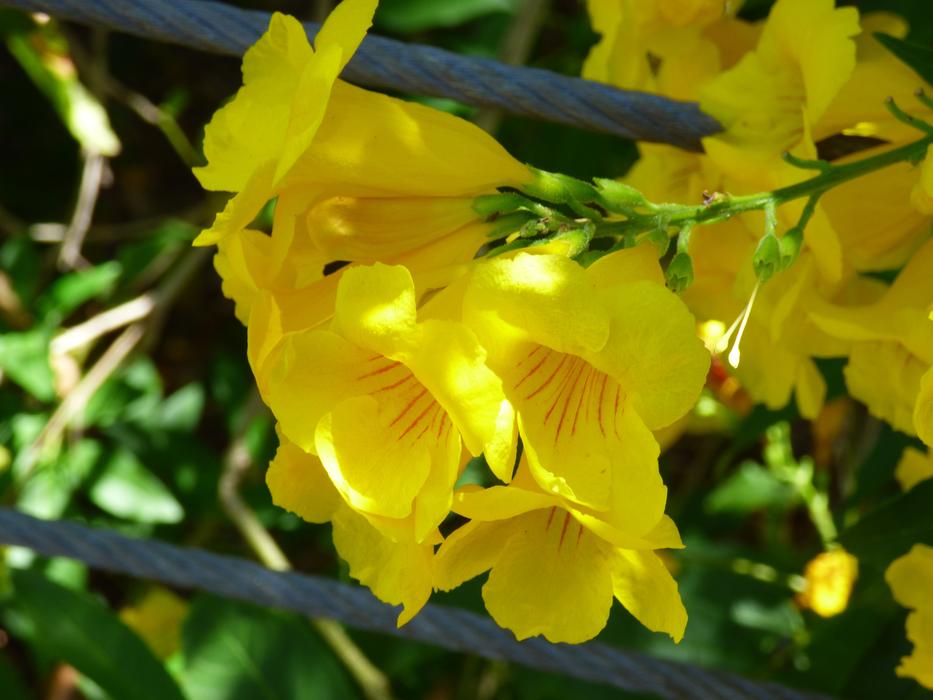yellow beautiful bell flowers