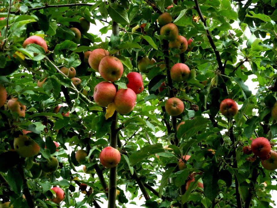 Apple Tree Fruit
