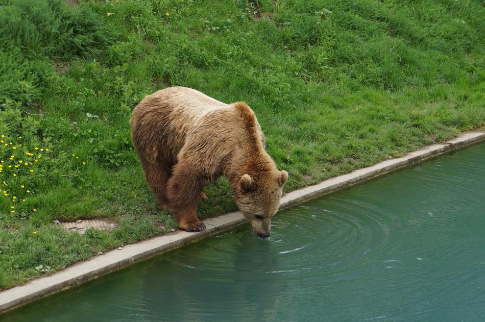 furry bear drinking water