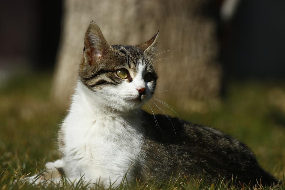 Animal cat Outdoor