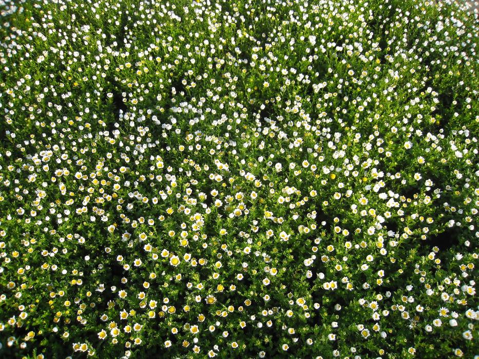 Daisies fragrant on the grass