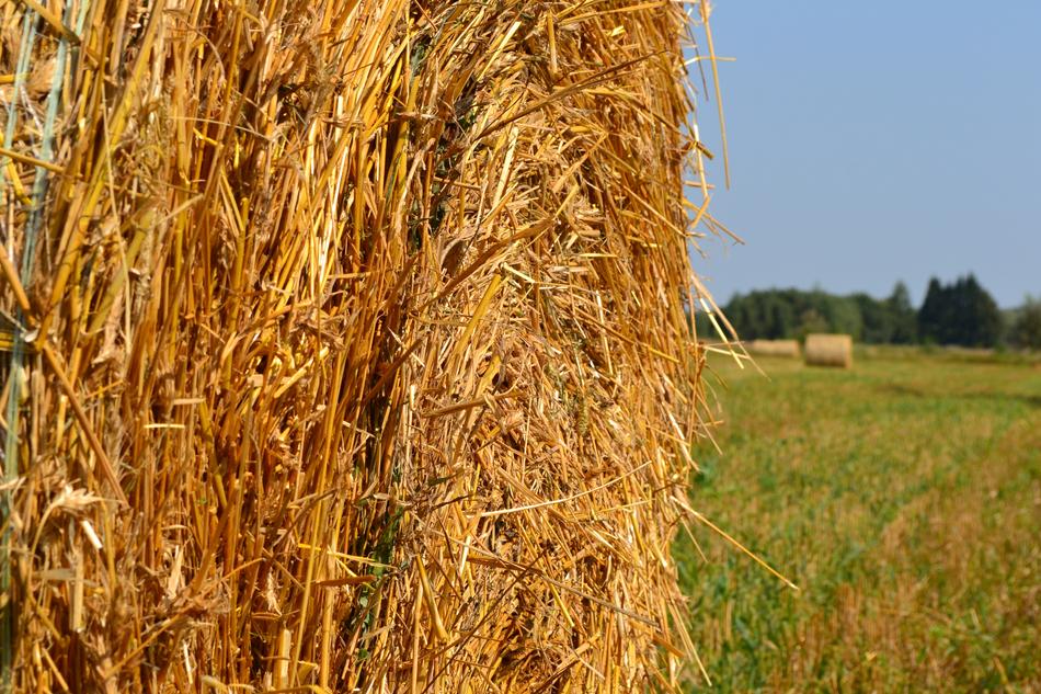 Meadow Field Corn