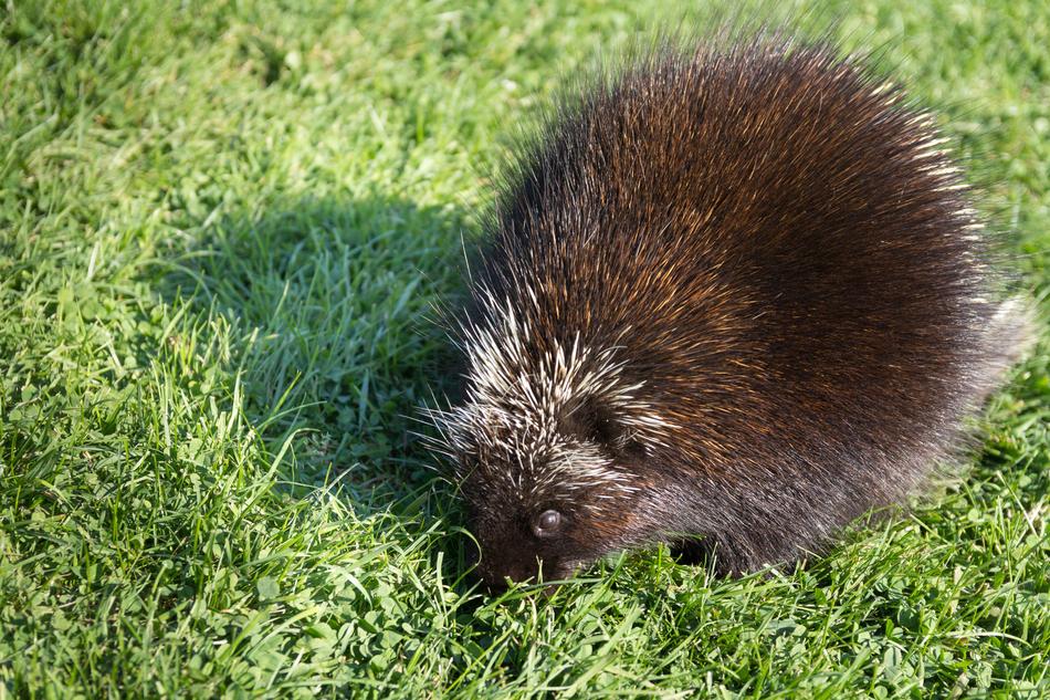 brown porcupine on green grass