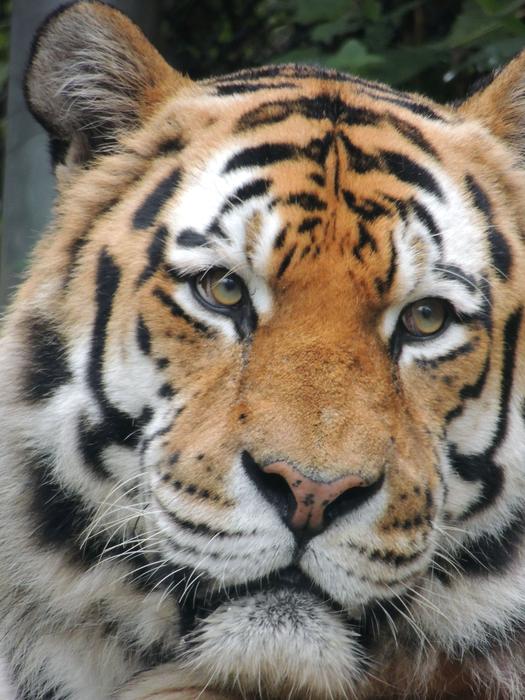 tiger face at the zoo