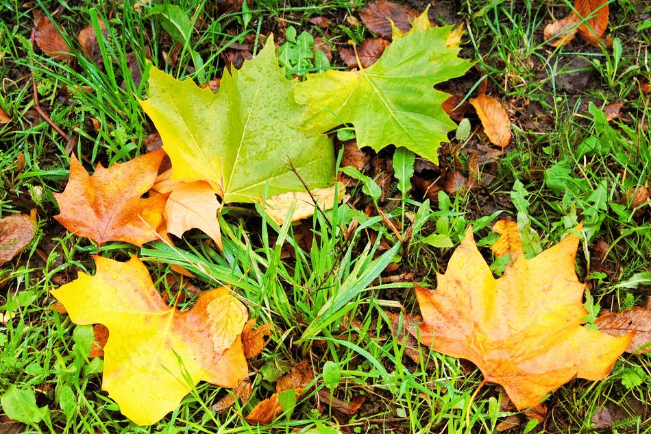 Autumn leaves on the grass with water droplets